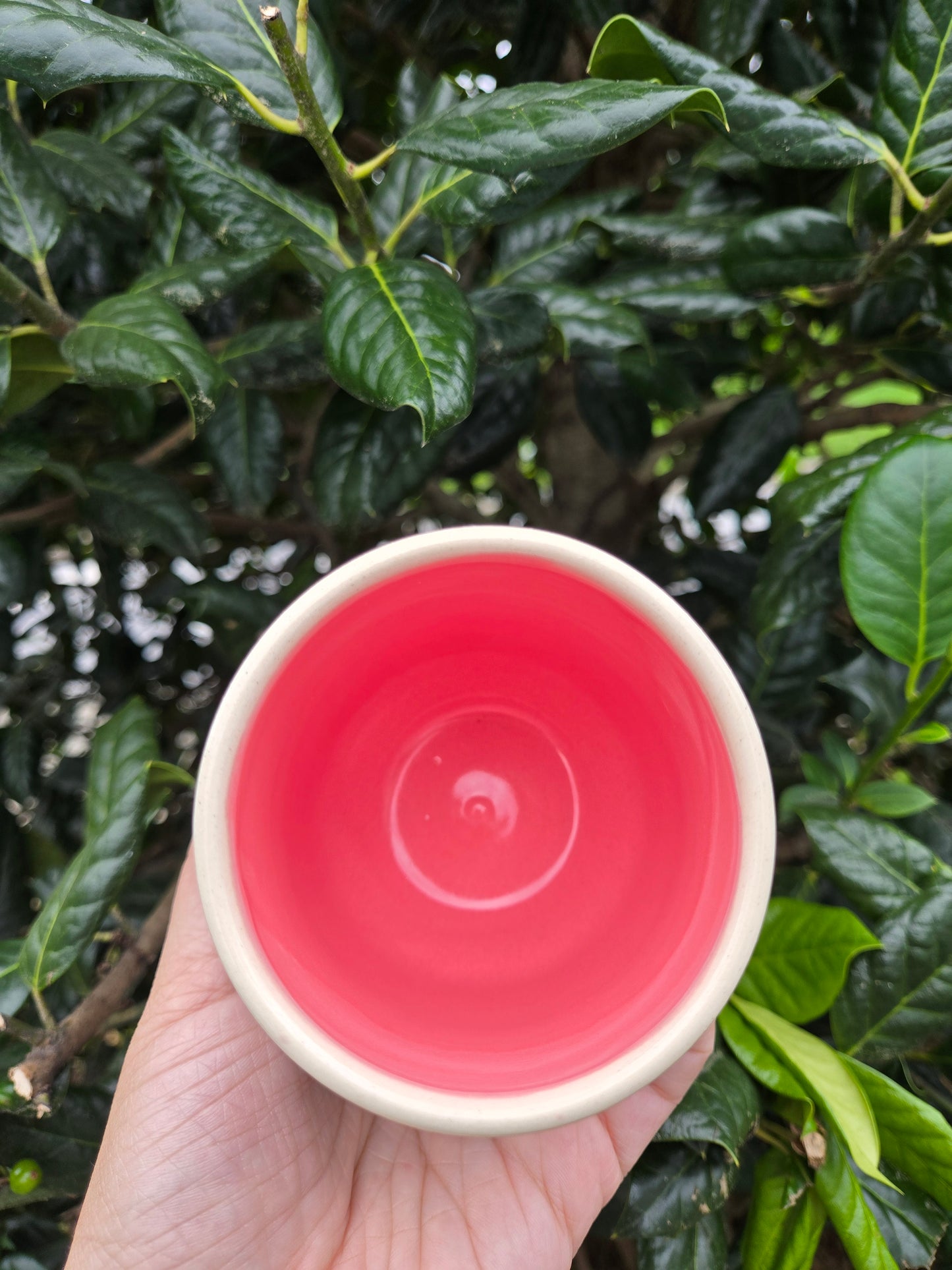 Sweet Critter Cups (Blue Raspberry & Key Lime)